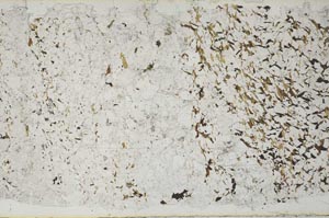 Plane Polarized, S50595