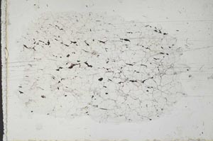 Plane Polarized, S50613