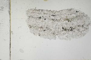 Plane Polarized, S50617