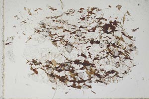 Plane Polarized, S50625