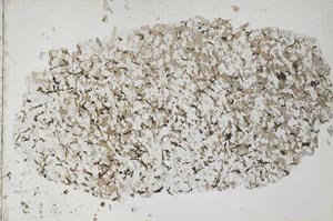 Plane Polarized, S50629/A