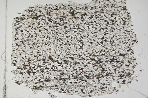 Plane Polarized, S50631