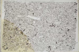 Plane Polarized, S50662