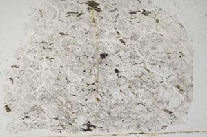 Plane Polarized, S50692