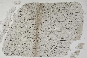 Plane Polarized, S50699
