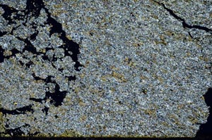 Cross Polarized, S50720