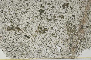 Plane Polarized, S50721
