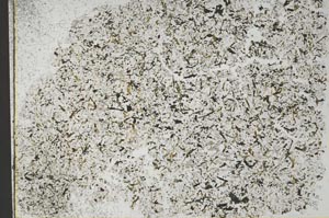 Plane Polarized, S50731