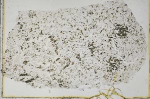 Plane Polarized, S50739