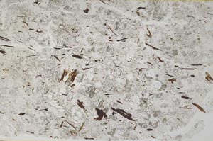 Plane Polarized, S50741