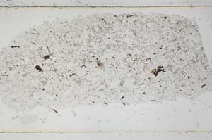 Plane Polarized, S50768