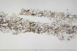 Plane Polarized, S50771