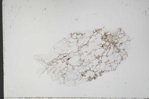 Plane Polarized, S50771/A