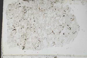 Plane Polarized, S50824