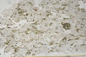 Plane Polarized, S50827