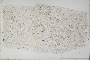 Plane Polarized, S50836