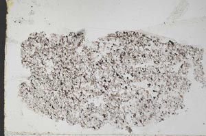 Plane Polarized, S50863