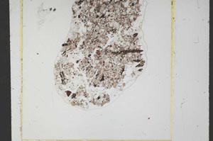 Plane Polarized, S50863/A