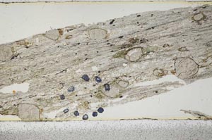 Plane Polarized, S50890