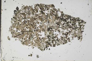 Plane Polarized, S50912