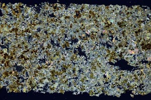 Cross Polarized, S50913