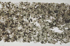 Plane Polarized, S50913