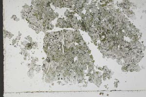 Plane Polarized, S50933