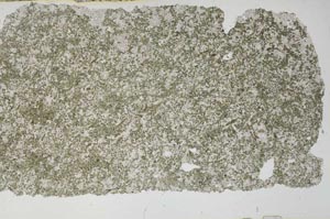 Plane Polarized, S51039