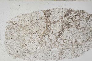 Plane Polarized, S51041