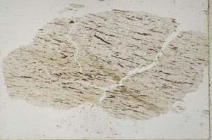 Plane Polarized, S51061