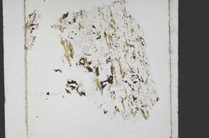 Plane Polarized, S51117