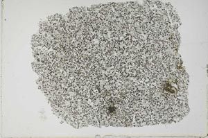 Plane Polarized, S51186