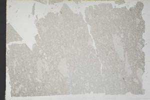 Plane Polarized, S51195
