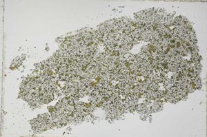 Plane Polarized, S51203