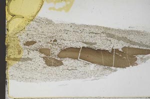 Plane Polarized, S51274/A