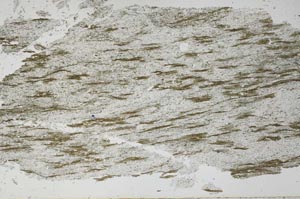Plane Polarized, S51285