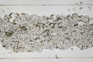 Plane Polarized, S51288
