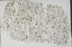 Plane Polarized, S51338