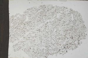 Plane Polarized, S51339