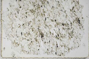 Plane Polarized, S51346