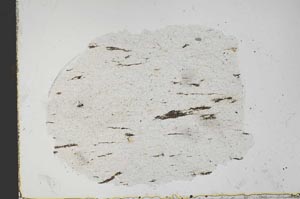 Plane Polarized, S51353