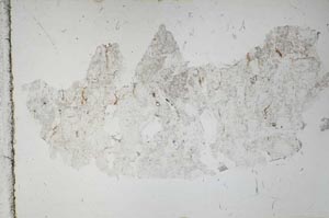 Plane Polarized, S51356