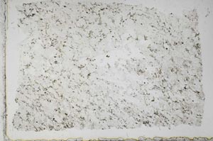 Plane Polarized, S51357