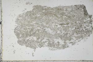 Plane Polarized, S51364