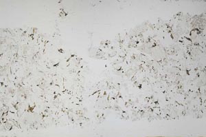 Plane Polarized, S51365