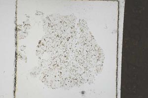 Plane Polarized, S51367