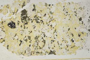 Plane Polarized, S51368/A