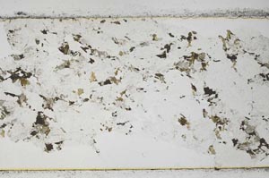 Plane Polarized, S51370