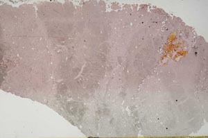 Plane Polarized, S51397/A