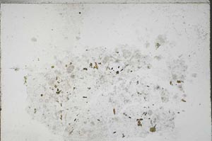 Plane Polarized, S51404